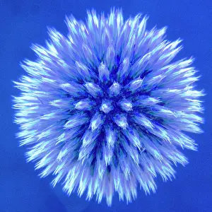 Echinops: Globe Thistle