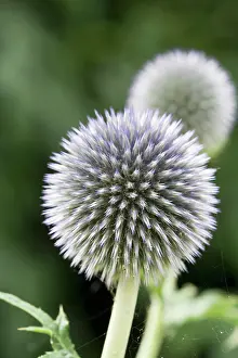 Echinops: Globe Thistle