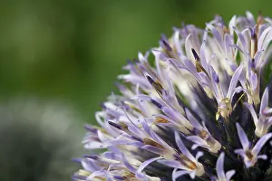 Echinops: Globe thistle