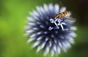 Syrphid: Globe Thistle