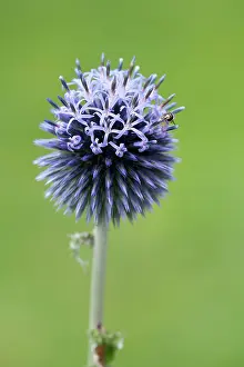 Bannaticus: Globe thistle