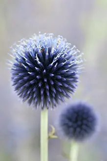 Ritro: Globe thistle