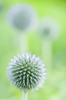 Bannaticus: Globe thistle