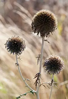 Globular: Globe thistle