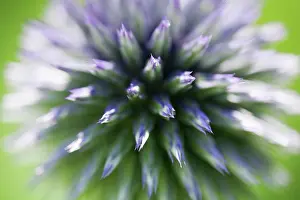 Echinops: Globe Thistle