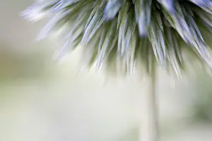 Echinops: Globe Thistle