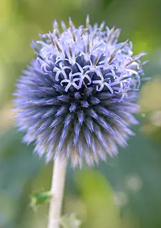 Bannaticus: Globe Thistle
