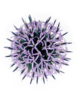 Exquisite: Globe Thistle