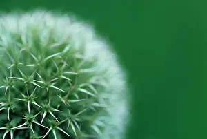 Echinops: Globe Thistle
