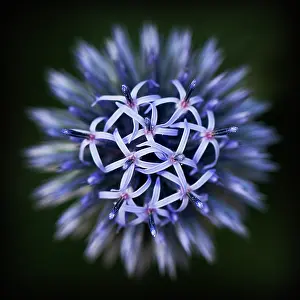 Potager: Globe Thistle