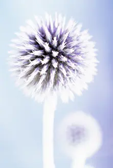 Bannaticus: Globe Thistle