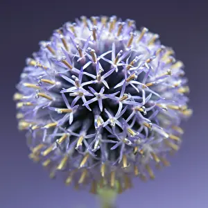 Intricate: Globe Thistle