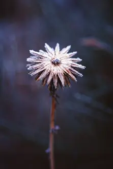 Ageing: Globe Thistle