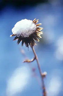 Maturing: Globe Thistle