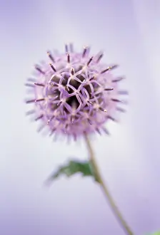 Imaginary: Globe Thistle
