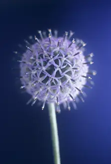 Planet: Globe Thistle