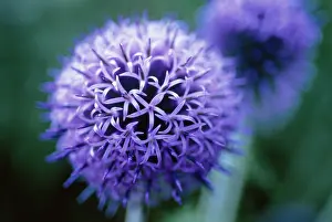 Resistant: Globe Thistle
