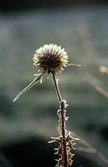 Maturing: Globe thistle