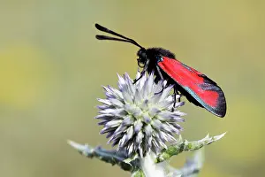 Imago: Globe Thistle