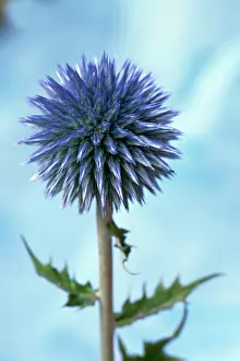 Bannaticus: Globe thistle, Echinops bannaticus, Close side view