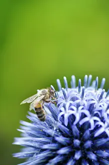 Bannaticus: Globe thistle, Echinops, Echinops bannaticus Taplow