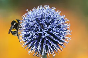 Cool: Globe thistle, Echinops orientalis, Mauve subject