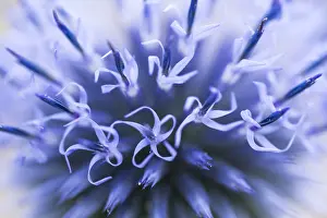Thistle: Globe Thistle (echinops ritro) flowering, Franc