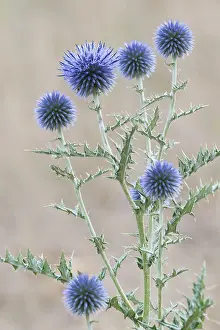 Thistle: Globe Thistle (Echinops ritro) flowering, Franc