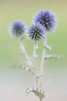 Thistle: Globe Thistle (Echinops ritro) flowering, Franc