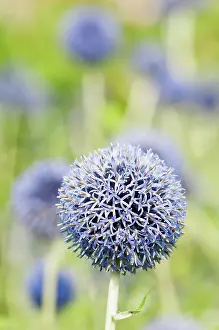 Ritro: Globe thistle, Echinops ritro Veitch's blue, A