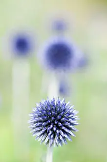 Ritro: Globe Thistle, Echinops ritro Veitch's blue, A