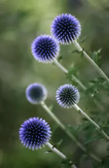 Echinops: Globe thistle, Echinops Veitch's blue, Five white