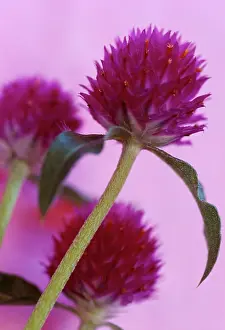 Globosa: GlobeAmaranth