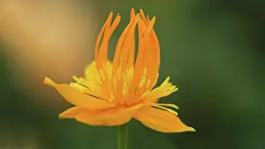 Globeflower: Globeflower