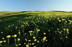 Pennines: Globeflower