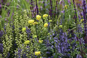 Combinations: Globeflower