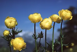 Globeflower: GLOBEFLOWER - close-up