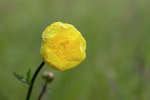 David Chapman: Globeflower - Flower - UK