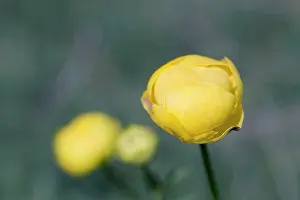 Globeflower: Globeflower - Summer