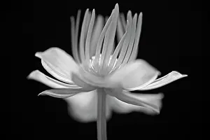 Monotone: Globeflower, Trollius chinensis, black and white flower show