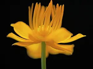 Globeflower: Globeflower, Trollius chinensis, yellow flower showing stame