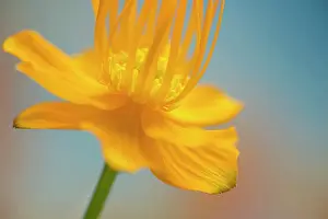 Globeflower: Globeflower, Trollius chinensis, yellow flower showing stame