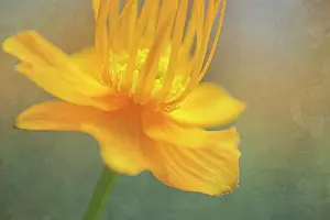 Globeflower: Globeflower, Trollius chinensis, yellow flower showing stame