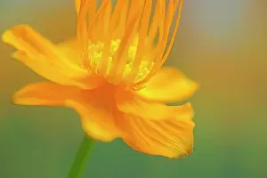 Globeflower: Globeflower, Trollius chinensis, yellow flower showing stame