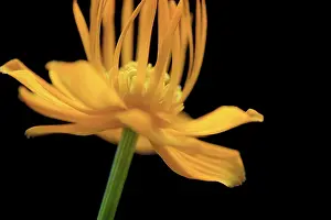 Globeflower: Globeflower, Trollius chinensis, yellow flower showing stame