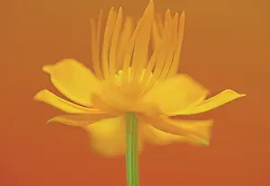 Globeflower: Globeflower, Trollius chinensis, yellow flower showing stame