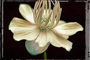 Enhanced: Globeflower, Trollius chinensis, yellow flower showing stame