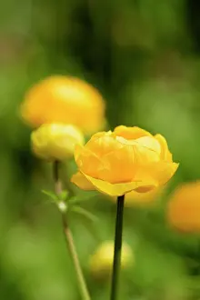 Princess: Globeflower, Trollius cultorum, Yellow subject