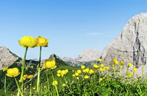 Vomp: Globeflower (Trollius europaeus), in the