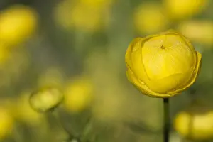D Or: Globeflower, Trollius europaeus, Yellow subject